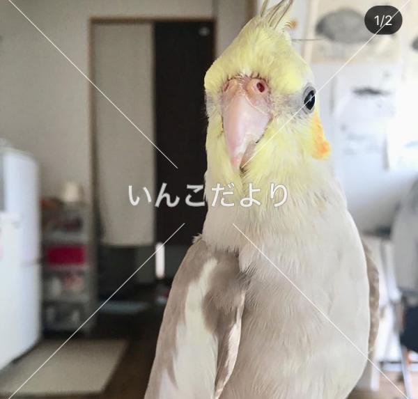 迷い鳥の写真