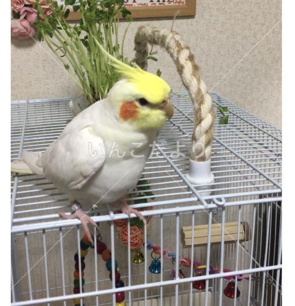 迷い鳥の写真