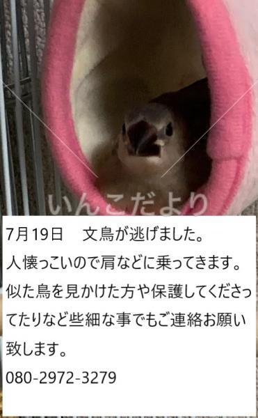 迷い鳥の写真