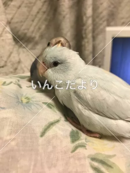 迷い鳥の写真