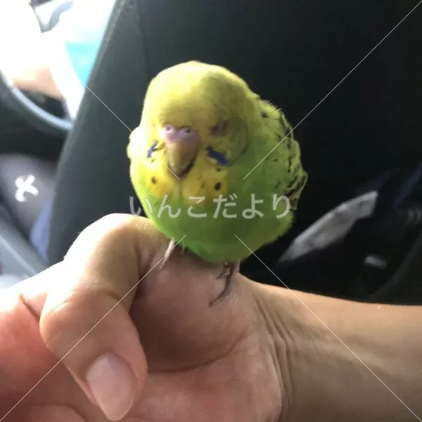 保護鳥の写真