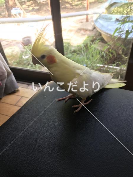 迷い鳥の写真