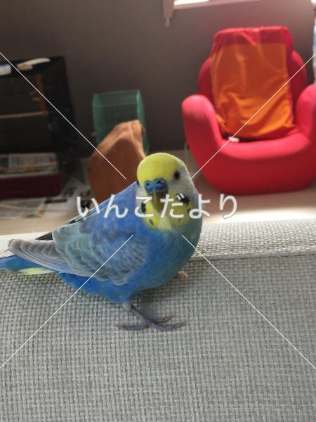 迷い鳥の写真