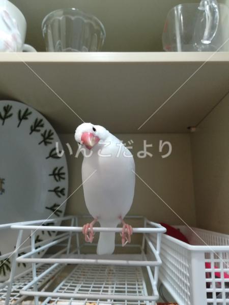 迷い鳥の写真