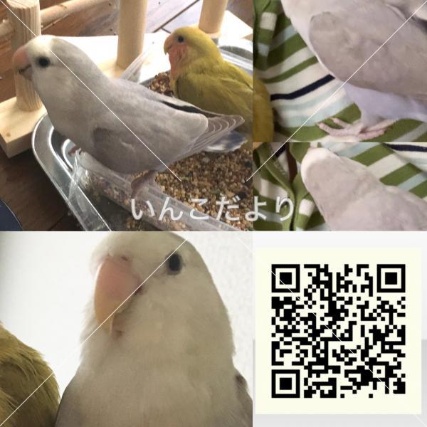 迷い鳥の写真