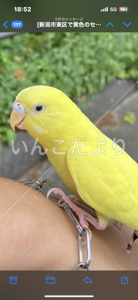 迷い鳥の写真