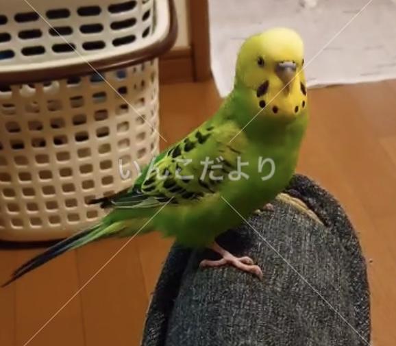 迷い鳥の写真