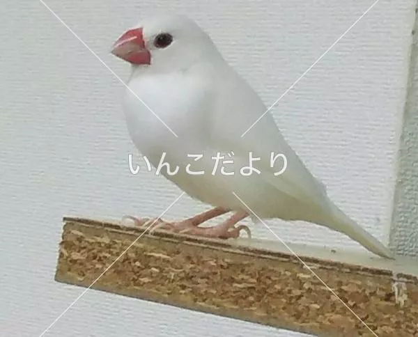 迷い鳥の写真