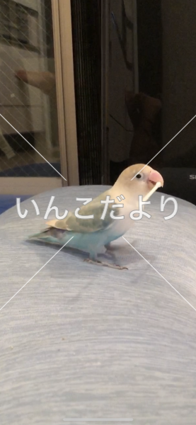 迷い鳥の写真