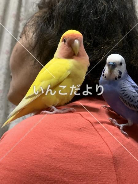迷い鳥の写真