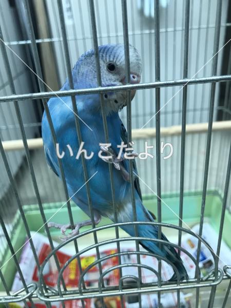 保護鳥の写真