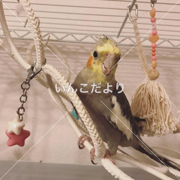 迷い鳥の写真