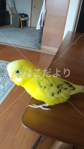 迷い鳥の写真