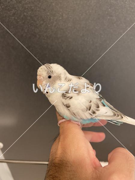 保護鳥の写真