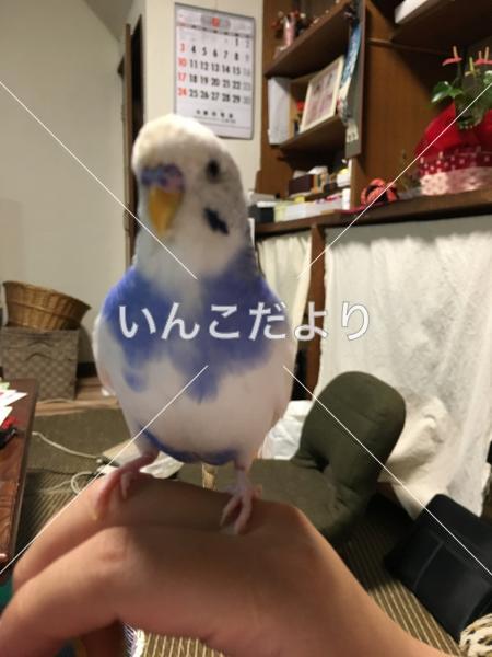 迷い鳥の写真