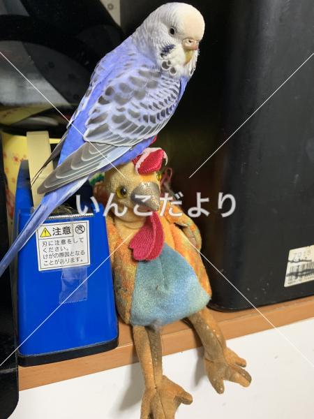 迷い鳥の写真