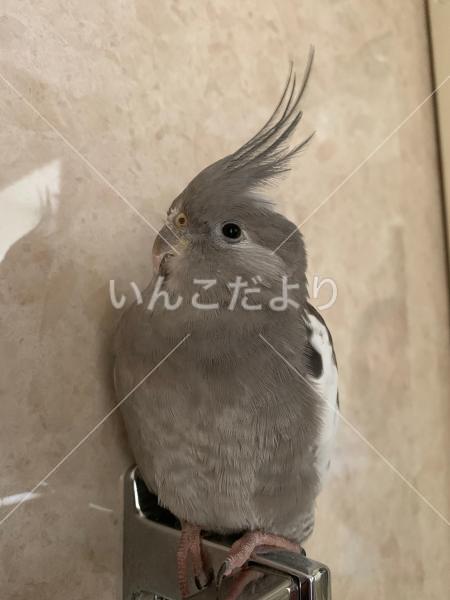 迷い鳥の写真