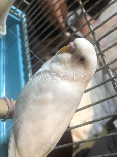 保護鳥の写真