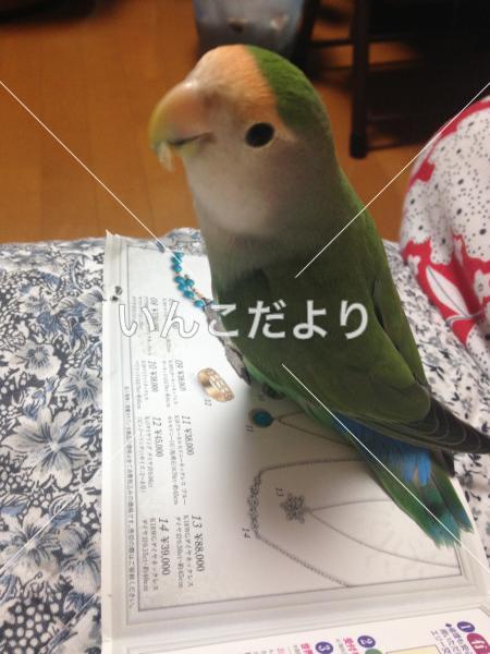 迷い鳥の写真