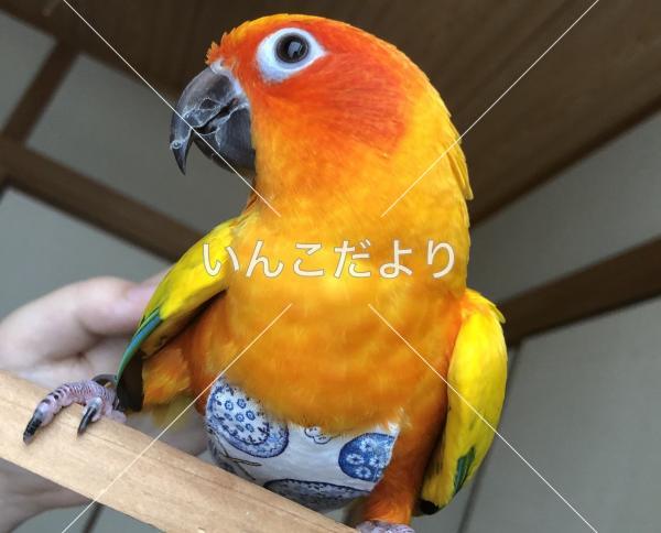 迷い鳥の写真