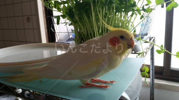 迷い鳥の写真