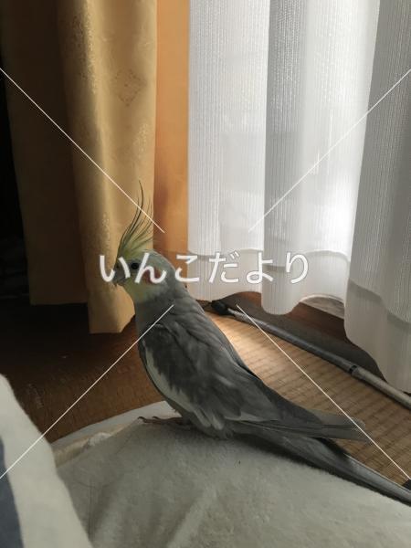 迷い鳥の写真