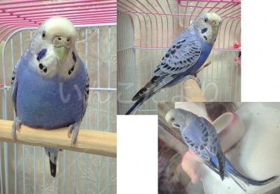保護鳥の写真