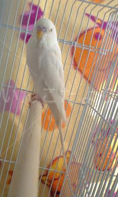 保護鳥の写真
