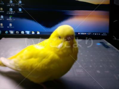 迷い鳥の写真