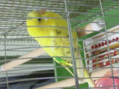 保護鳥の写真