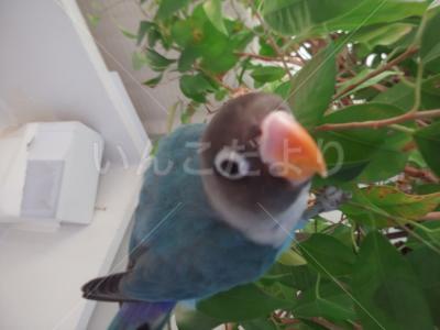 迷い鳥の写真