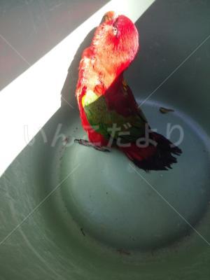 保護鳥の写真