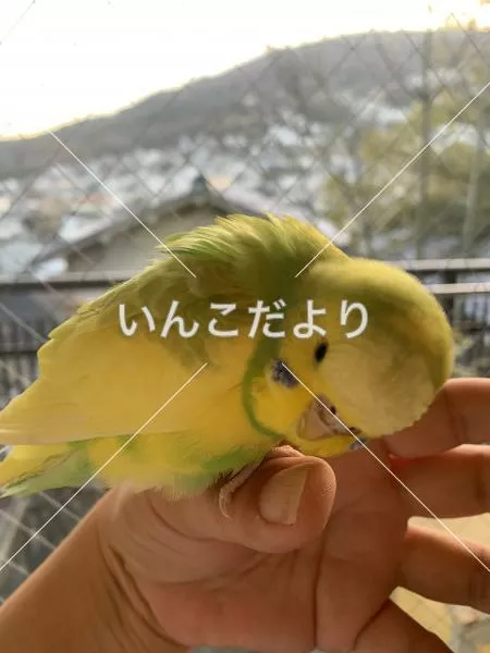 保護鳥の写真