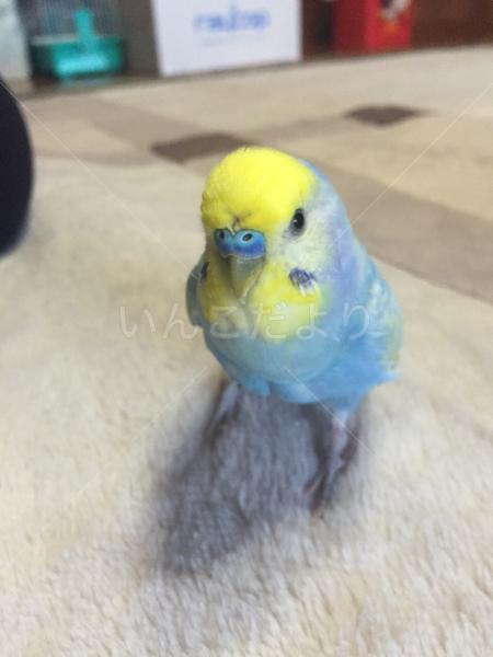 迷い鳥の写真