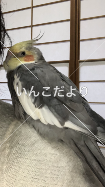 迷い鳥の写真