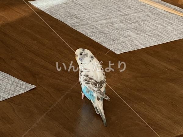 迷い鳥の写真