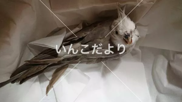 保護鳥の写真