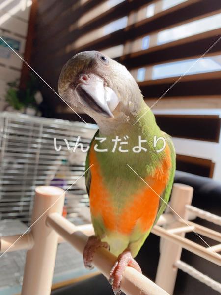 迷い鳥の写真