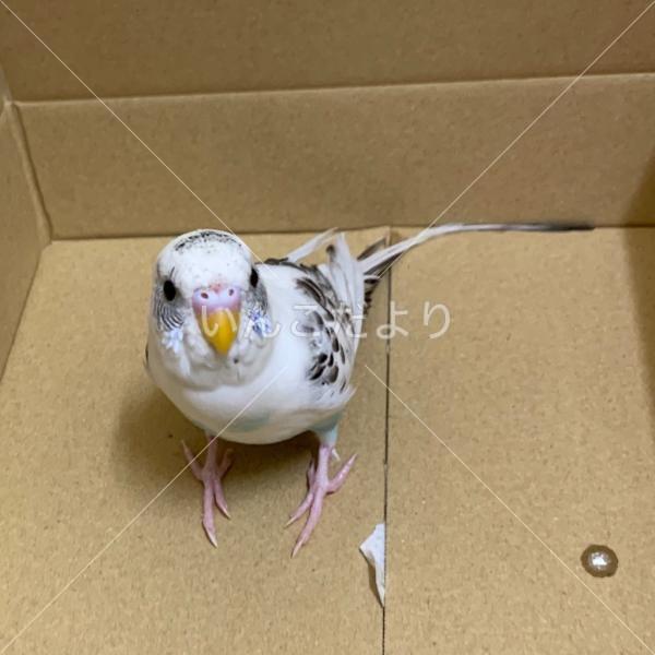保護鳥の写真