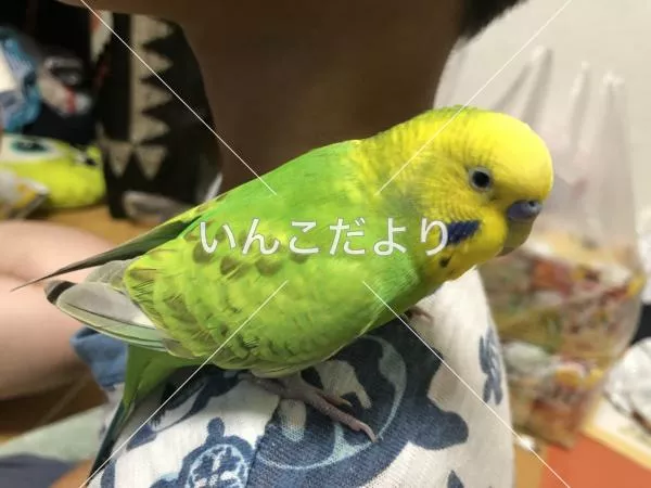 保護鳥の写真
