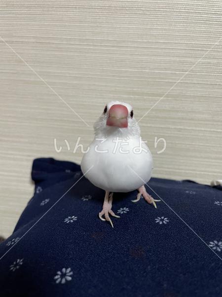 迷い鳥の写真