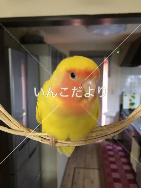 迷い鳥の写真