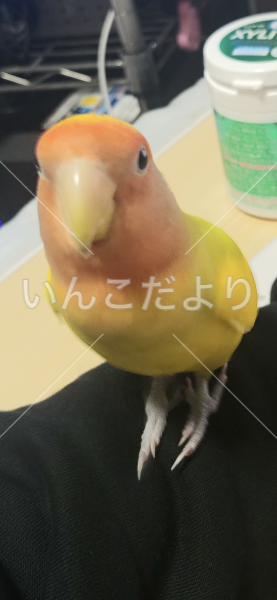 迷い鳥の写真