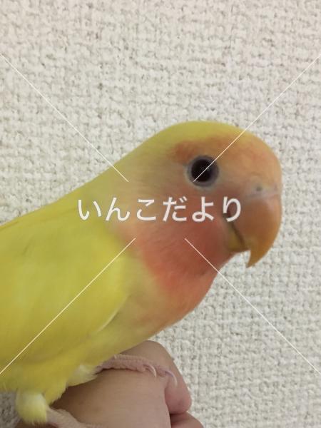 迷い鳥の写真