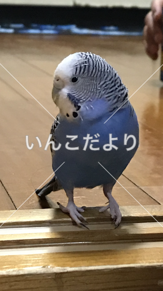 迷い鳥の写真