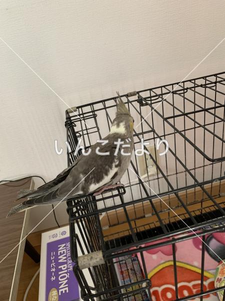 迷い鳥の写真