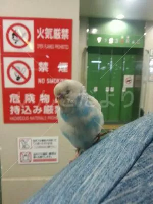 保護鳥の写真