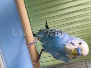 保護鳥の写真