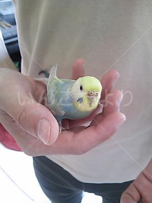 保護鳥の写真