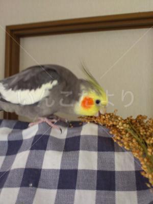 迷い鳥の写真